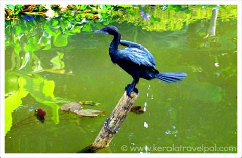 Kerala bird atlas is a citizen science project, in association with kerala forest department to map the distribution and abundance of birds of an entire kerala state. Bird sanctuaries in Kerala