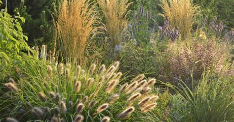Maybe you would like to learn more about one of these? Bilder gräser garten