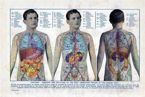 A skeleton is the hard structure that protects the internal organs of a living thing. The Effects Of Obesity You Can't Always See: 5 Major Organs Damaged By Excess Body Fat
