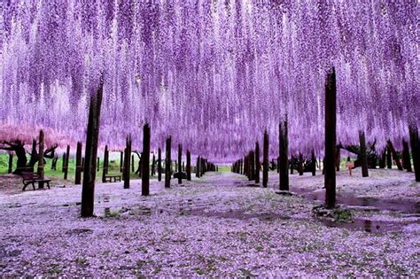 8 Most Beautiful Trees In The World With Pictures