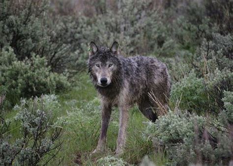 Oregon Wolves Produce More Pups Than Thought