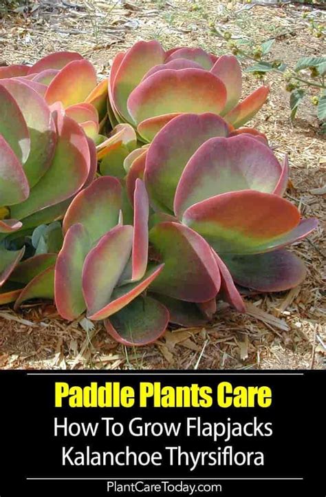 If your indoor cactus looks wilted or shrivelled up and needs reviving don't despair. Paddle Plant Care: How To Grow Flapjacks Kalanchoe ...