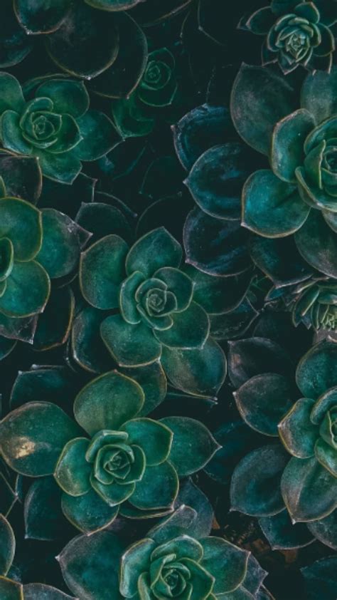 Plants Cactus Green Succulent Hd Phone Wallpaper Peakpx