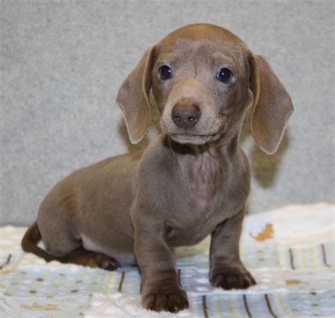 Meet the puppies here at red oak dachshunds. Miniature Dachshund NC Miniature Dachshunds NC AKC ...