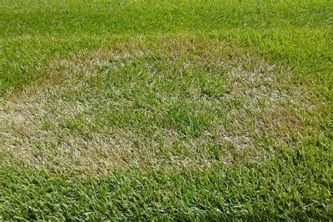 Treat Brown Patch Lawn Disease In 5 Easy Steps