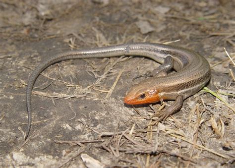 Common Five Lined Skink Amphibians And Reptiles Of Louisiana