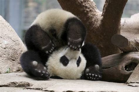 Foto Gambar Panda lucu 3 | Lampu Kecil