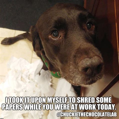 Chuckie The Chocolate Lab Funny Dogs Funny Dog Memes Lab Dogs