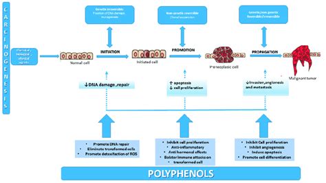 Carcinogenesis A Multifactorial Multi Step Process Caused By