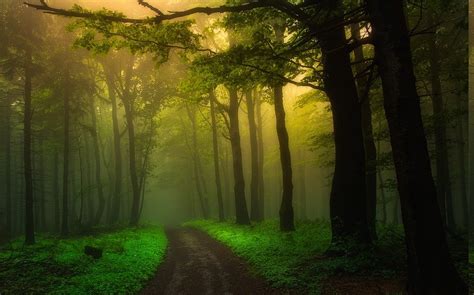 1230x818 Walking Nature Landscape Forest Dirt Road Sunbeams Trees