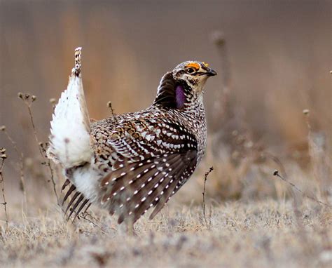 Sharp Tailed Grouse Wikiwand