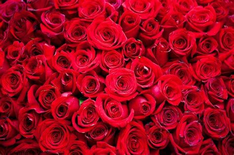 41 Contoh Gambar Gambar Bunga Mawar Yang Lagi Ngetrend Informasi