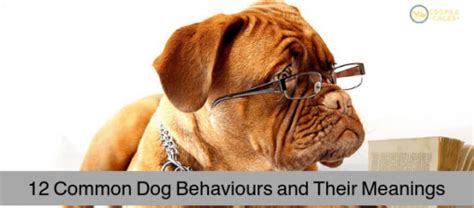 12 Common Dog Behaviours And Their Meanings Coops And Cages
