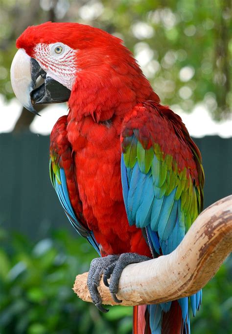 Macaw Red And Blue Wallpaper