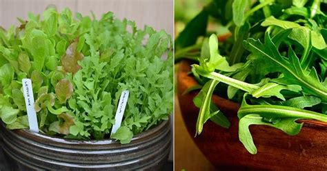 It can be eaten raw, added to salads with other salad greens, or cooked. Best Arugula Companion Plants | Balcony Garden Web