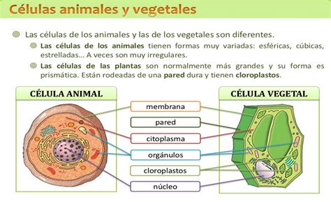 Cuadro Comparativo Comparacion Diferencia Entre Celula Animal Y Vegetal