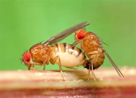 A Courtship Duet Drosophila Melanogaster Ray Cannon S Nature Notes