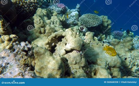 Beautiful Coral Reefs Of The Red Sea Stock Photo Image Of Aquarium