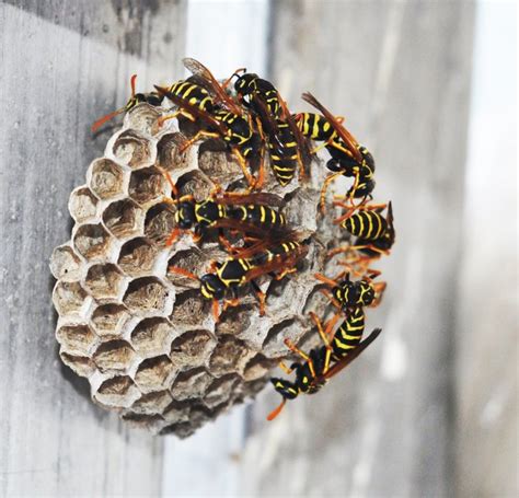 How To Get Rid Of Yellow Jacket Nests Hunker