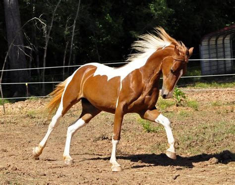 The American Saddlebred Is A Horse Breed From The United States This
