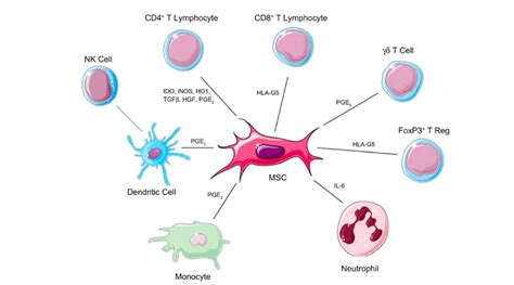 10 Beneficios De Las Celulas Mesenquimales Msc Curso Celulas Madre