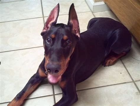 At What Age Can You Crop A Dobermans Ears Doberman Planet