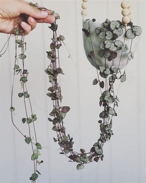 Top 10 Hanging Indoor Plants