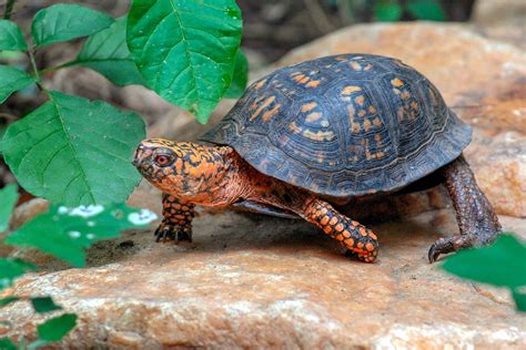 Eastern Box Turtle The Maryland Zoo