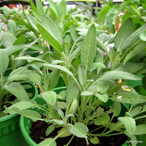 my plant finder plant guide salvia officinalis