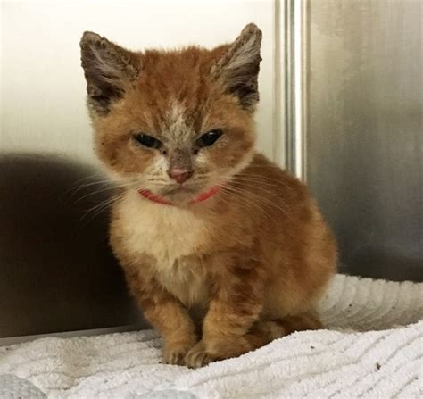 Grumpy Rescue Kitten Transforms Into A Happy Kitty We