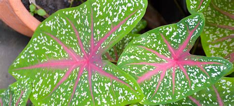 Visitors are encouraged to submit requests as well as help out with identification. Poisonous Plants: 17 Toxic Plants In Your Garden