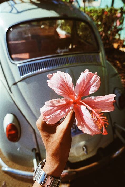 A Person Holding A Pink Flower In Front Of A Vw Bug