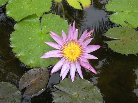 Gambar Air Alam Menanam Daun Bunga Botani Flora Teratai Bunga