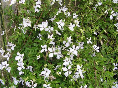We did not find results for: Clematis viticella 'Alba Luxurians' - Renunculaceae - Clém ...