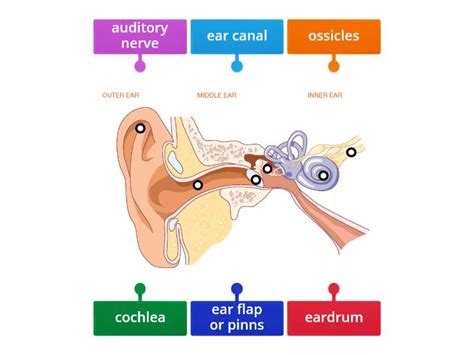 Parts Of The Ear Labelled Diagram