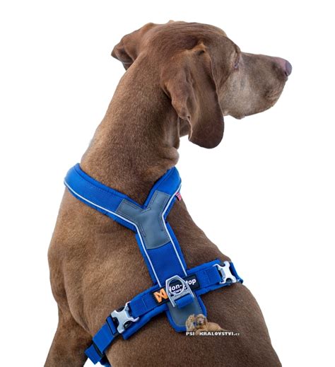 Gear for active dogs and their humans. Postroj LINE Non-stop Dogwear na sport univerzální Fialový ...