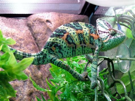 Family fun twin cities receives a small commission on purchases made through our site. Veiled Chameleon - Twin Cities Reptiles