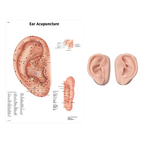 Right And Left Acupuncture Ear Models With Ear Chart 3b Scientific 3011924 Acupuncture