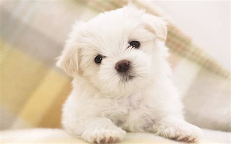 Maltese Puppy Wallpapers Hd Wallpapers Id 8160