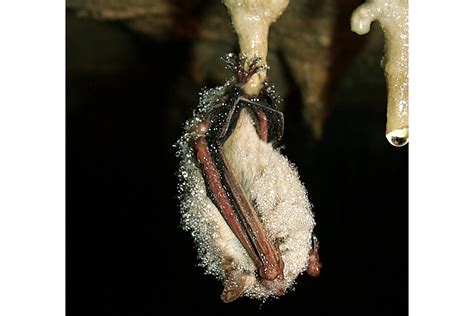 Tri Colored Bat Proposed For Federal Endangered Species Listing