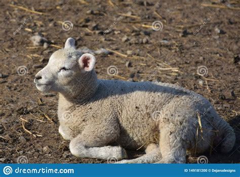 Baby Lamb Resting In The Sunlight In North Yorkshire Stock Photo