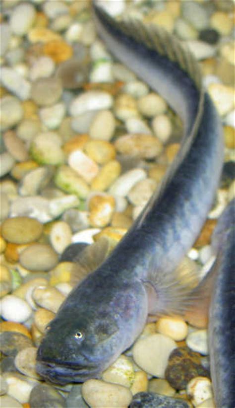 It's a freshwater fish native to southeast asia, and it has taken the aquarium market by storm. » Pets :: Robert Gentel's Blog