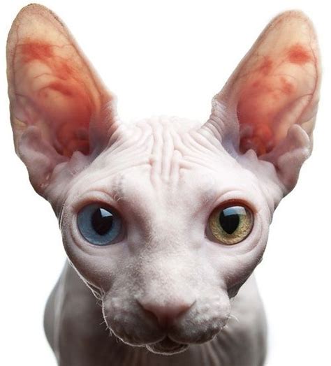 Nude Look Dream S Cat Rex Cat Photo Chat Cat Photo Cool Cats Gato Sphynx Hairless Cats
