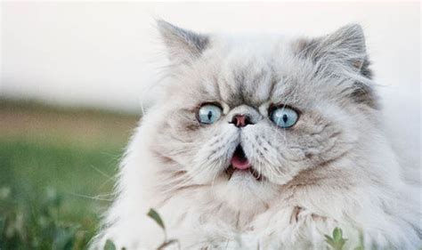 Persian cat not flat face. Cats with flat faces could suffer breathing difficulties ...
