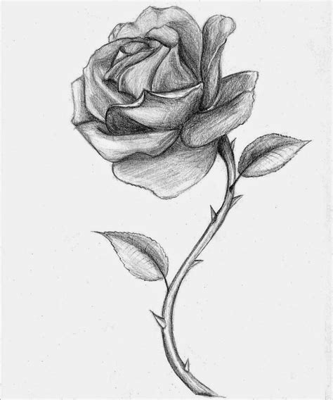 Rose Drawing ~ The All Image