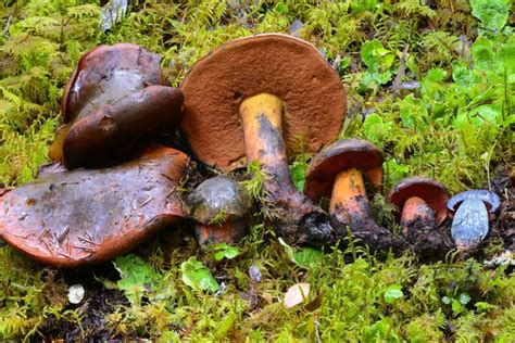 6 Tips To Photograph Mushrooms Like A Scientist The Cordova Times