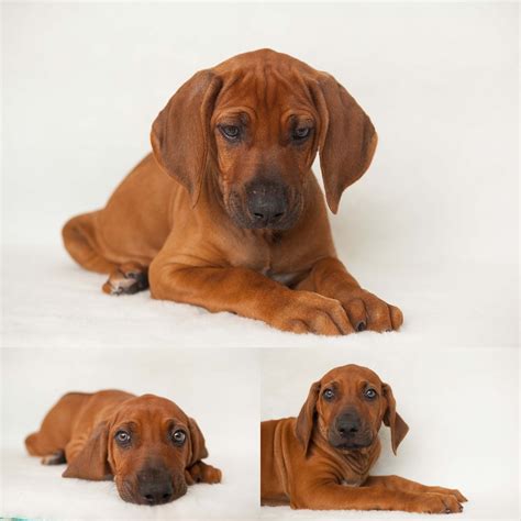 Ridgeback Puppy Available Introducing Mr Red