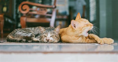 Cat Lifespan Demystified How Long Do Cats Live Network For Animals