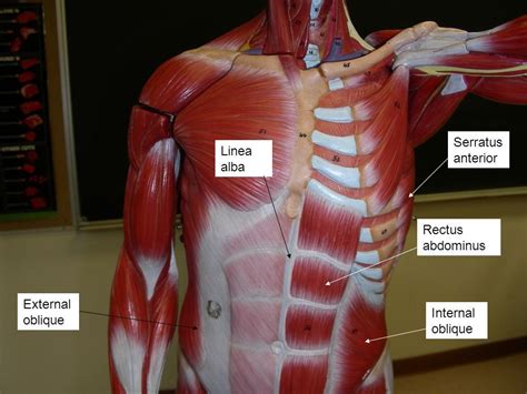 Abdomen Anatomy Muscles Female