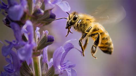 Obschon die insekten ein weitgehend selbstständiges leben führen, übernehmen sie dennoch eine große verantwortung für viele tausend. Bienen im eigenen Garten schützen - mit diesen Blumen